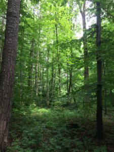 Natur, Bäume und Moos im Wald laden zur Entspannung ein