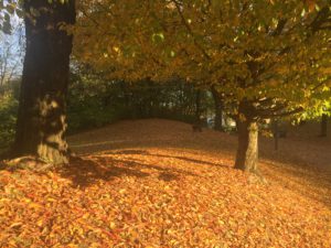 Sonniger Herbstwald