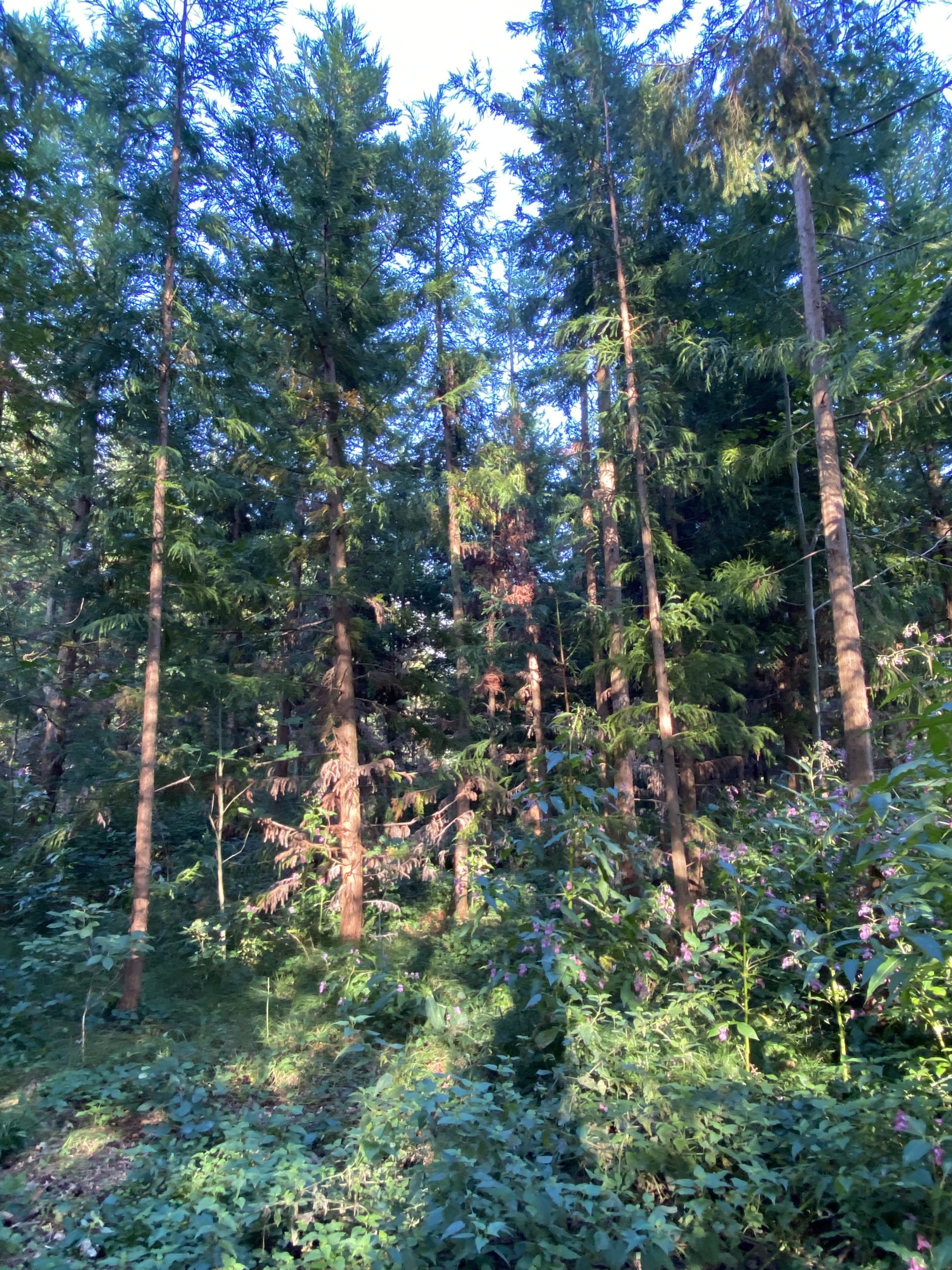 Der Wald als Resonanzraum